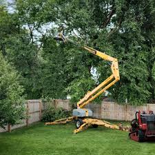 How Our Tree Care Process Works  in  Westminster, LA